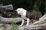 BOULEDOGUE AMERICAIN 108